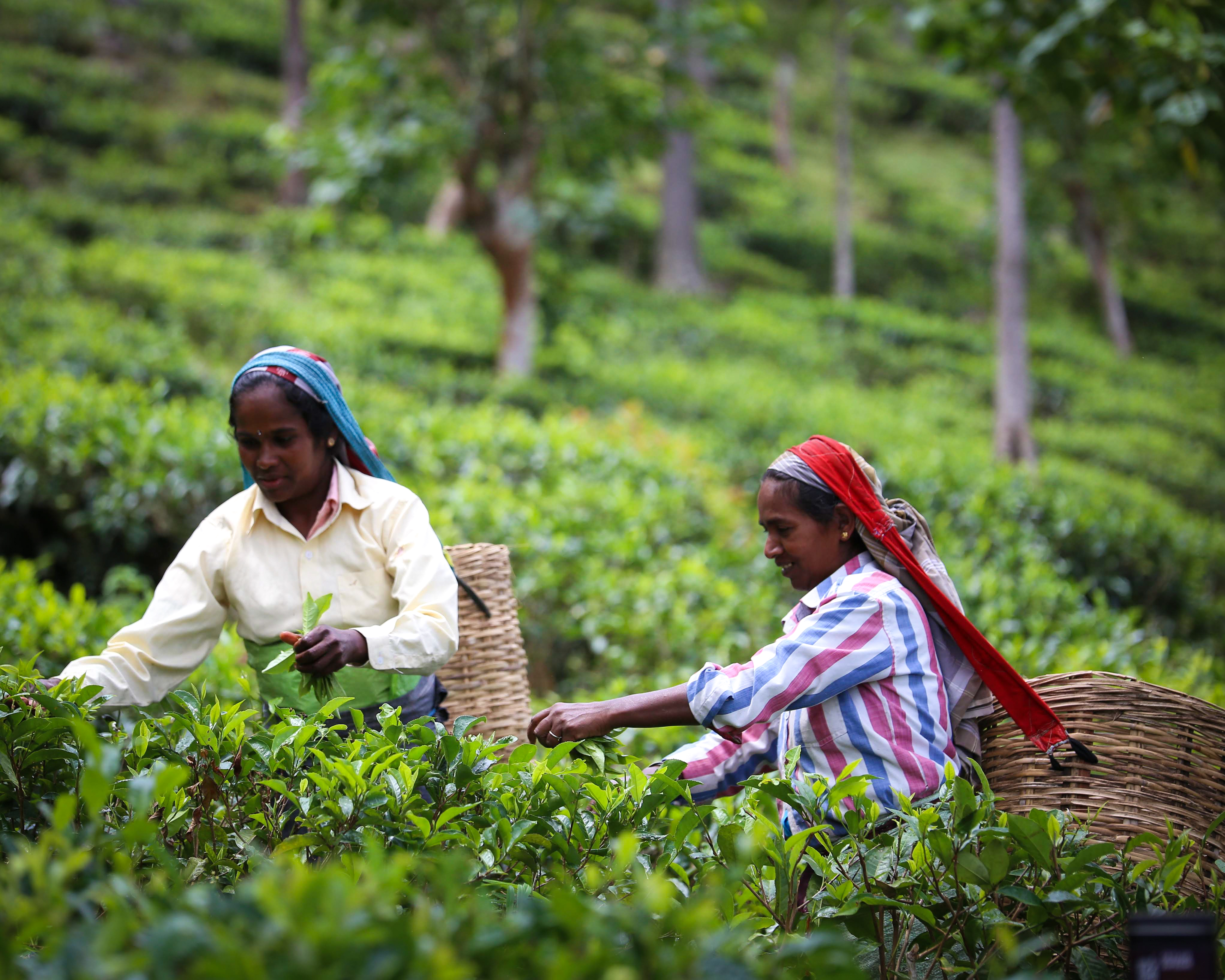 Workers hand-picking tea in Sri Lanka
